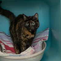 Bakhel dit mimine, chatte à adopter