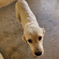 BIANCA, chienne à adopter