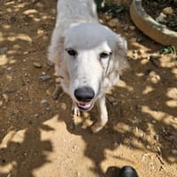 NALA, chienne à adopter