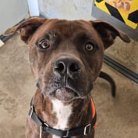PILE QCN (J'ai trouvé ma famille), chien à adopter