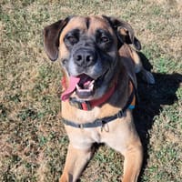 PiROUETTE QCN, chien à adopter