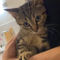 Pom-Pom, chatte à adopter