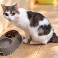 Priska, chatte à adopter