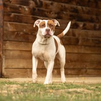 DANY, chien à adopter