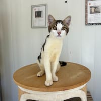 Marble, chat à adopter