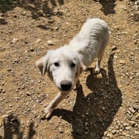 Bronx (en cours d'adoption), chien à adopter
