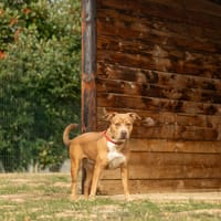 Butterfly, chienne à adopter