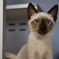 MINOU (En cours d'adoption), chat à adopter