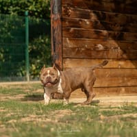 RAK'ENNEL, chien à adopter