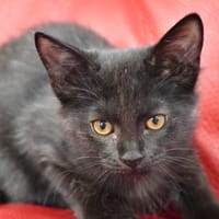Nao, chat à adopter