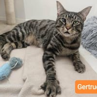 GERTRUDE, chatte à adopter