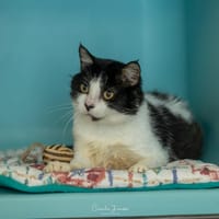 ARMANZO, chat à adopter