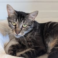 Bichette, chatte à adopter