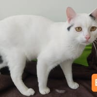 BOULE, chat à adopter