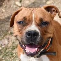 Ultra, chienne à adopter