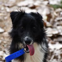 Spot, chien à adopter