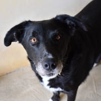 Archi, chien à adopter