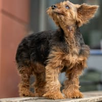 YOUKI, chien à adopter
