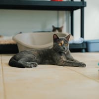 PAQUERETTE, chatte à adopter