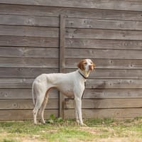 TALY, chienne à adopter