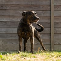SONY, chien à adopter