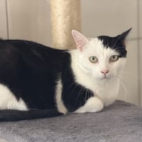 ARIA, chatte à adopter