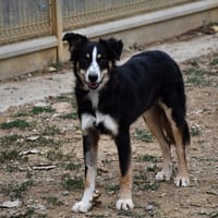 Sam, chien à adopter