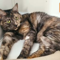 CHLOE, chatte à adopter