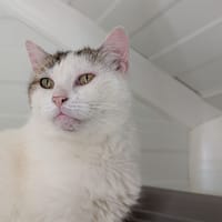 PRISCA, chatte à adopter