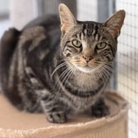 ODIN, chat à adopter