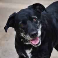 Bangkok (en cours d'adoption), chienne à adopter