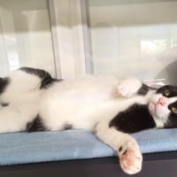 CAPSULE, chatte à adopter