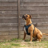 UMAKE, chien à adopter