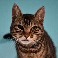 COCOON (en cours d'adoption), chat à adopter