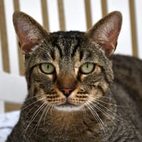CHAMINOU, chat à adopter