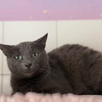 EBONY, chatte à adopter