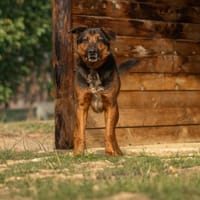 PACHA, chien à adopter