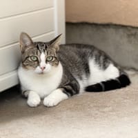 Keops, chat à adopter