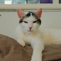 MINOUCHE, chat à adopter