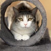 GROU, chatte à adopter