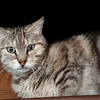 BIZET CHA, chatte à adopter