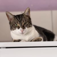 YURI, chat à adopter