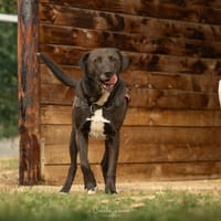NEIKO, chien à adopter