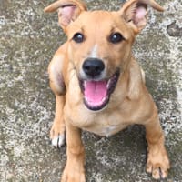 TAMARIN, chien à adopter