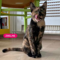 ZIBELINE, chatte à adopter