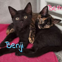BETHY (F) et BENJI (M) A réserver, chatte à adopter