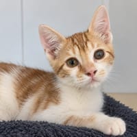 GASTON, chat à adopter