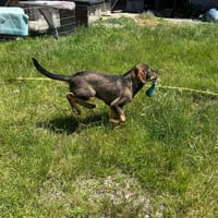 LENI, chien à adopter