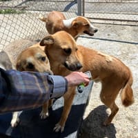TRACK, chien à adopter
