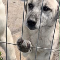FRANKIE, chien à adopter